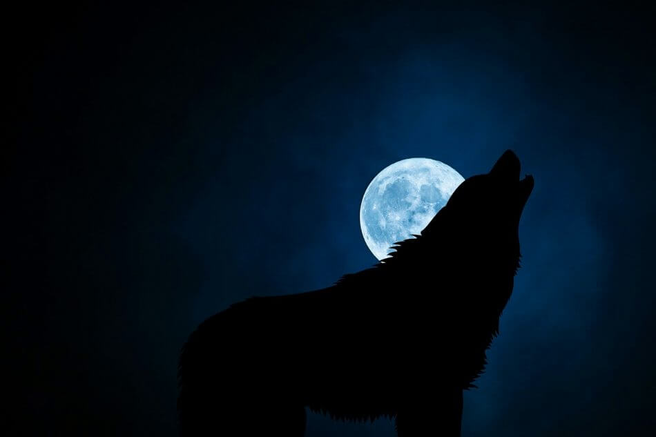 gambar werewolf serigala dan bulan purnama siluet
