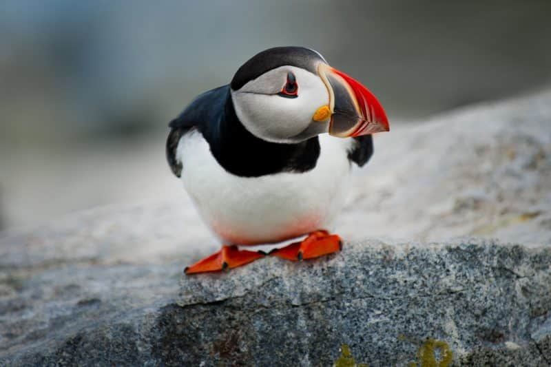 foto keren untuk profil whatsapp instagram telegram tiktok facebook line hewan lucu pinguin burung hitam putih kecil paruh merah