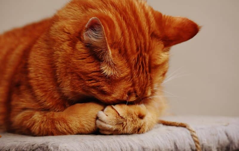 foto keren untuk profil whatsapp instagram telegram tiktok facebook line hewan lucu kucing orange menunduk menutupi muka dengan kaki tangan seperti menangis