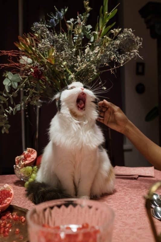 foto keren untuk profil whatsapp instagram telegram tiktok facebook line hewan lucu kucing hitam putih menguap membuka mulut di atas meja background bunga