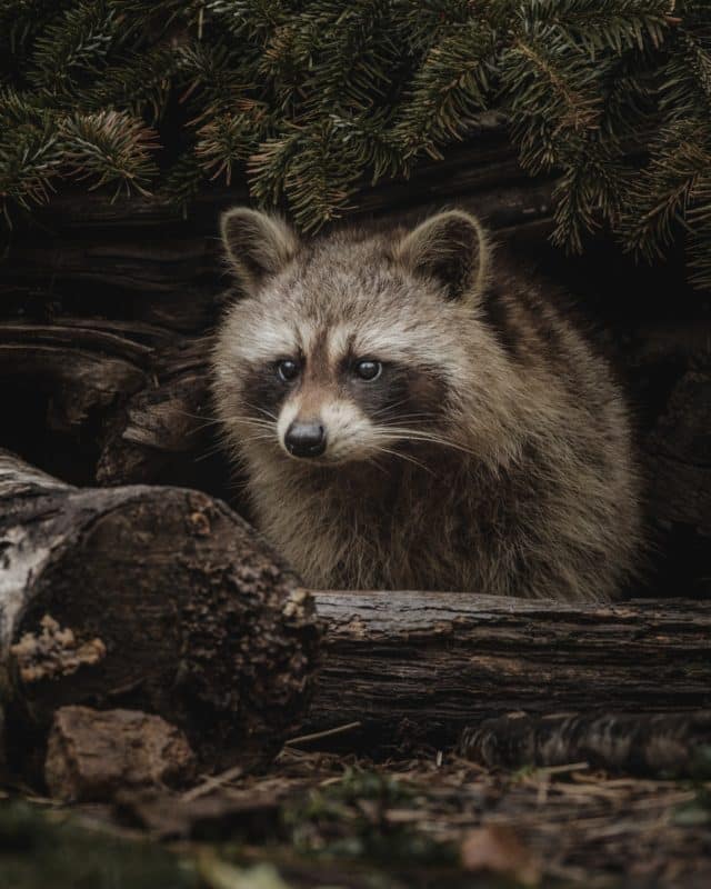 foto keren untuk profil whatsapp instagram telegram tiktok facebook line hewan lucu rakun coklat fluffy di hutan di atas kayu pohon yang tumbang 