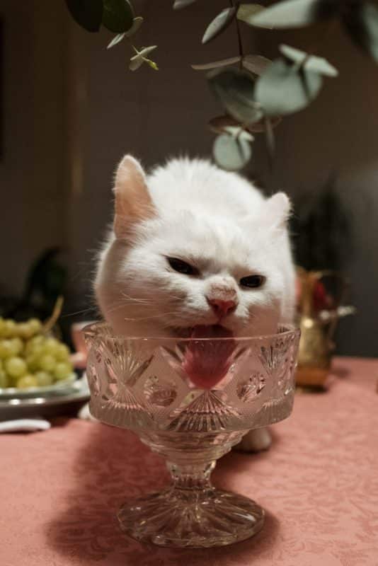 foto keren untuk profil whatsapp instagram telegram tiktok facebook line hewan lucu kucing putih menjilat gelas kaca di acara jamuan di atas meja restoran