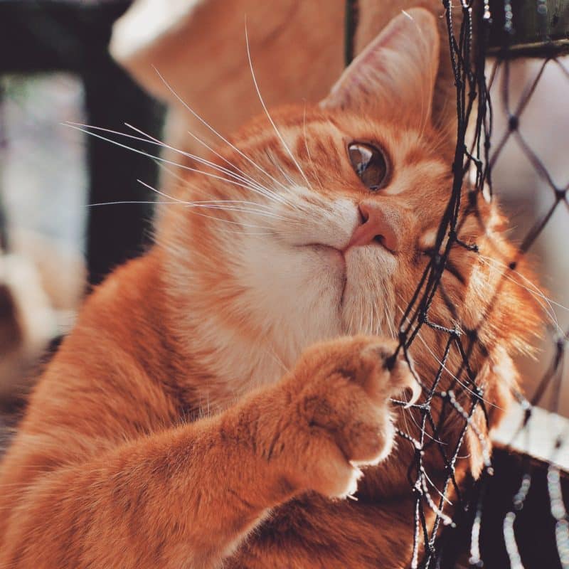 foto keren untuk profil whatsapp instagram telegram tiktok facebook line hewan lucu kucing orange bulu tebal memegang jaring tenis badminton dan bersender di sana
