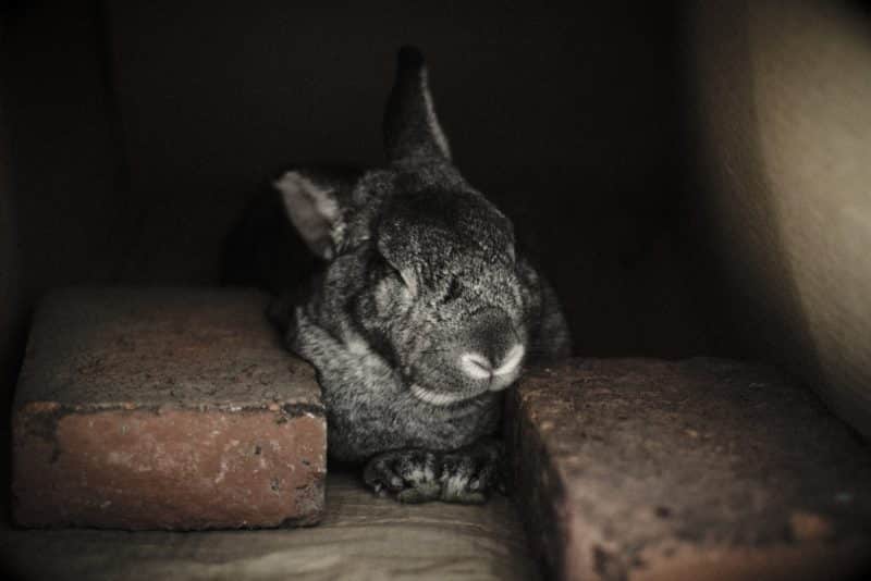 foto keren untuk profil whatsapp instagram telegram tiktok facebook line hewan lucu chinchilla hitam diapit dua batu bata di kegelapan