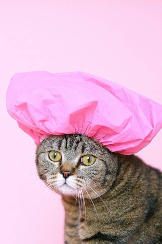 foto keren untuk profil whatsapp instagram telegram tiktok facebook line hewan lucu kucing gemuk bulu tebal gemuk warna abu-abu memakai penutup kepala plastik shower cap pink di background pink