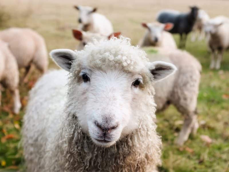 foto keren untuk profil whatsapp instagram telegram tiktok facebook line hewan lucu segerombol domba putih berbulu tebal menghadap ke kamera di rerumputan