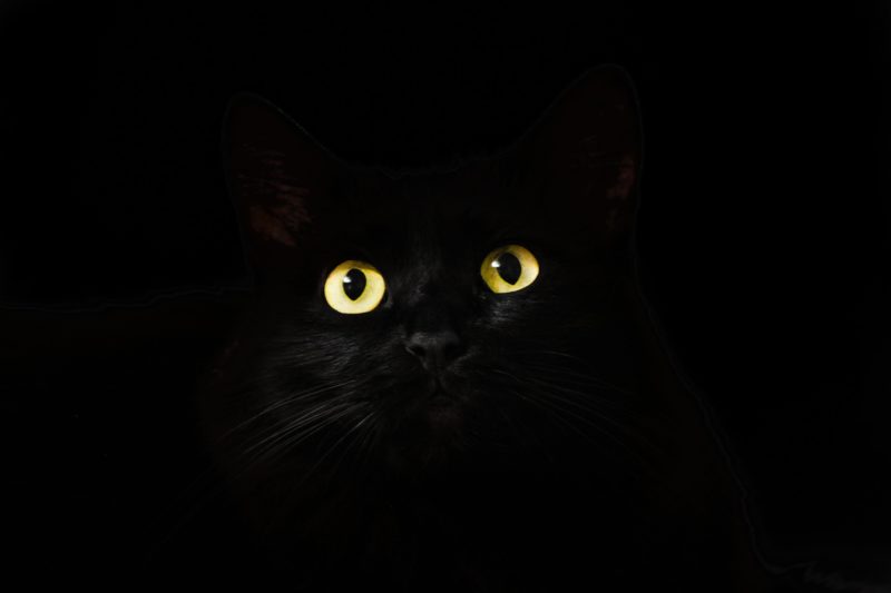 foto keren untuk profil whatsapp instagram telegram tiktok facebook line hewan lucu kucing hitam mata kuning menyala di kegelapan backgroung hitam polos
