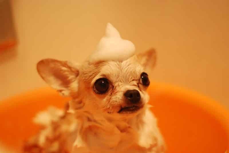 foto keren untuk profil whatsapp instagram telegram tiktok facebook line hewan lucu anak anjing kecil mandi dengan busa sabun di atas kepala
