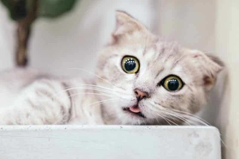foto keren untuk profil whatsapp instagram telegram tiktok facebook line hewan lucu kucing putih abu-abu close up melotot dan mengeluarkan lidah/melet