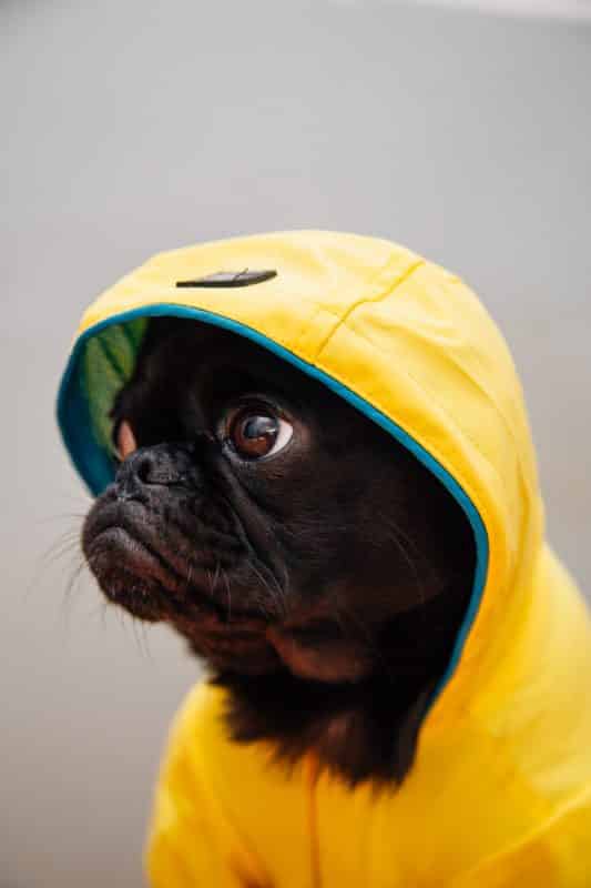 foto keren untuk profil whatsapp instagram telegram tiktok facebook line hewan lucu anjing hitam memakai jaket hoodie kuning
