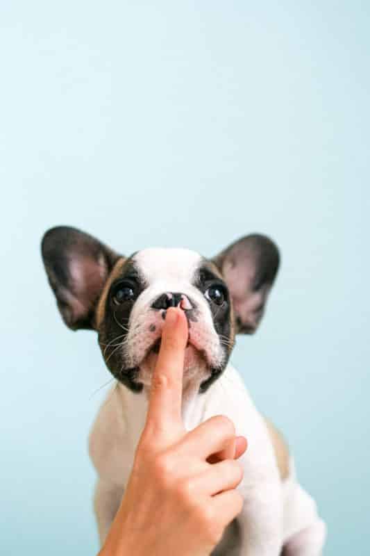 foto keren untuk profil whatsapp instagram telegram tiktok facebook line hewan lucu anjing putih hitam dengan tangan yang jari telunjungnya menyentuh hidung anjing background biru muda polos
