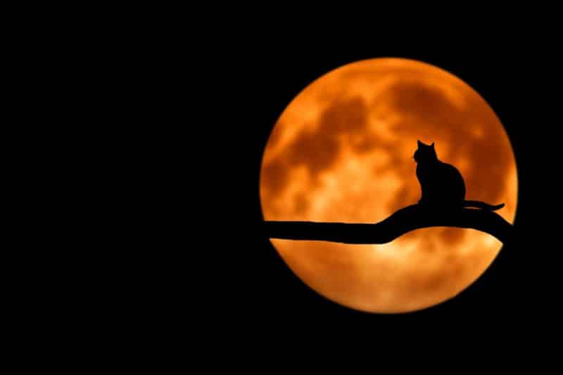 foto keren untuk profil whatsapp instagram telegram tiktok facebook line siluet kucing di dahan dengan background bulan besar berwarna orange kuning keemasan