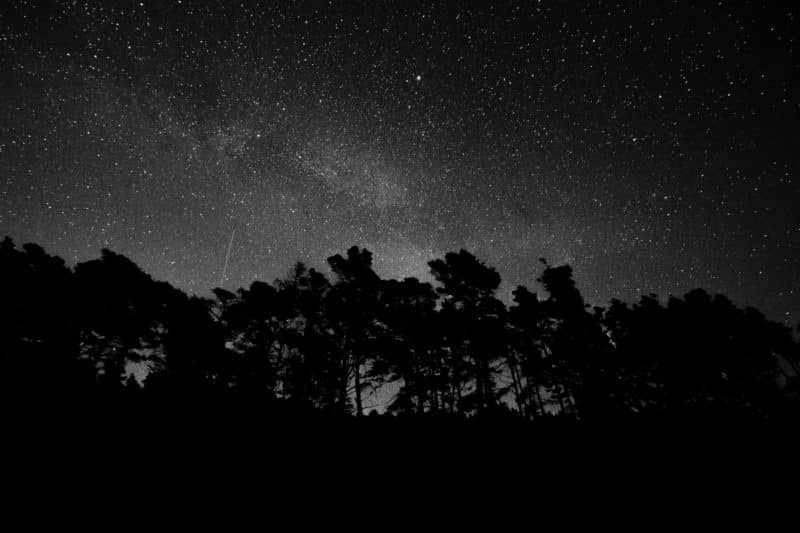 foto keren untuk profil whatsapp instagram telegram tiktok facebook line siluet pepohonan hitam putih monochrome malam hari